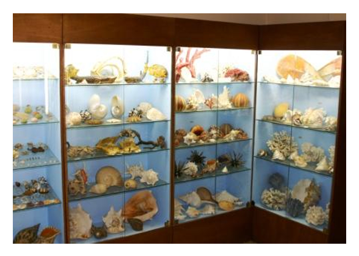 Kotsiomitis Museum of Natural History